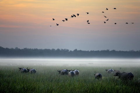 Bamurru Plains - Sydney 4u 0