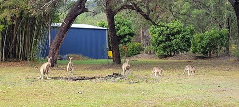 Roo Or 2 On Streeter - Sydney 4u 0