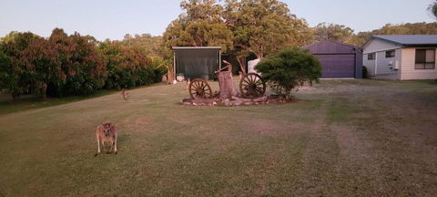 Roo Or 2 On Streeter - Sydney 4u 2