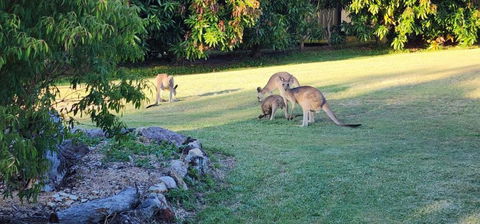 Roo Or 2 On Streeter - Sydney 4u 3