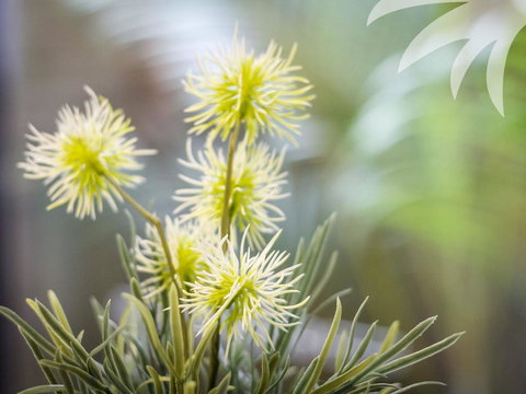 Bessou - Accommodation Sydney 0