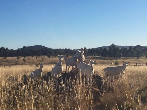 Big Tiny Altitude Tiny House Experience - Accommodation Sydney 1
