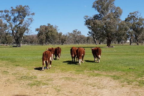 Big Tiny Jindera Park - Accommodation Sydney 1