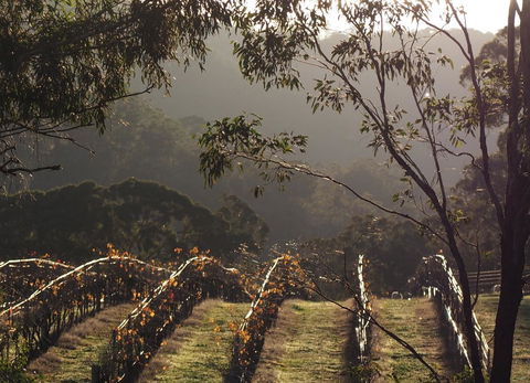 Blue House At Mountainside Wines - Sydney 4u 2