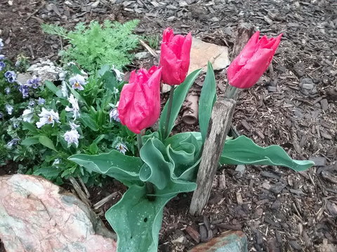 Blueberry B&B - Accommodation Sydney 3