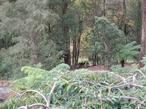 Deer Cottage - Accommodation Sydney 1