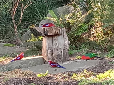 Deer Cottage - Accommodation Sydney 2