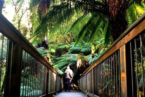 Small-Group Great Ocean Road And Twelve Apostles Full-Day Tour - Sydney 4u 1