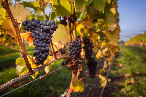 Half Day Tamar Valley Wine Tour - Sydney 4u 1