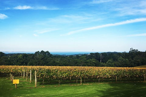 Mornington Peninsula Tour Inc Chairlift,beach Boxes,lunch,choc Tasting And More - Sydney 4u 2