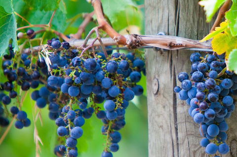 Mornington Peninsula Tour Inc Chairlift,beach Boxes,lunch,choc Tasting And More - Sydney 4u 4