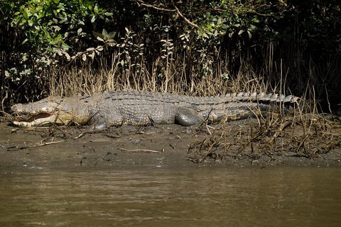 5-Day Best Of Cairns With Daintree, Kuranda, And Great Barrier Reef - Sydney 4u 5