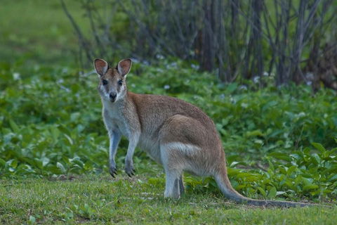 Cairns 4WD Waterfall And Rainforest Tour Including Kuranda Scenic Railway - Accommodation Sydney 2