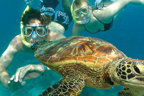 8-Day Cairns Tour: Great Barrier Reef, Kuranda, Daintree Rainforest - Sydney Resort 1