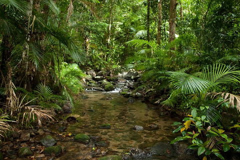 Cairns Reef And Rainforest Combo: Daintree Rainforest And The Great Barrier Reef - Sydney 4u 1