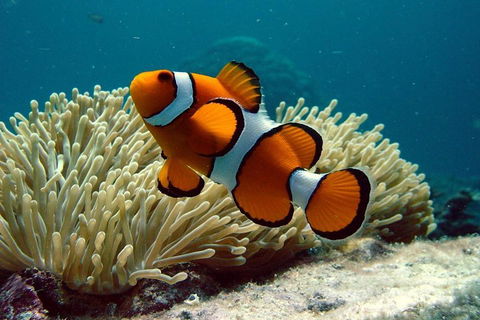 Cairns Reef And Rainforest Combo: Daintree Rainforest And The Great Barrier Reef - Sydney 4u 2