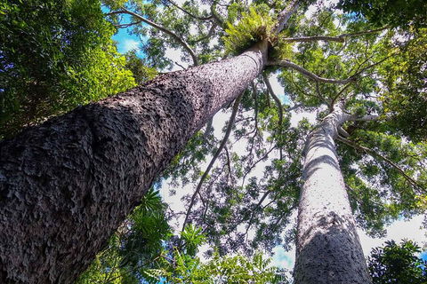 Paronella Park And Millaa Millaa Falls Full-day Tour From Cairns - Sydney 4u 1