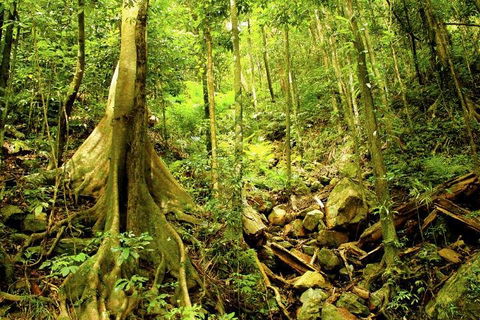 Barron Gorge And Kuranda National Park Half Day Rainforest And Waterfall 4WD Tour From Cairns - Sydney 4u 4