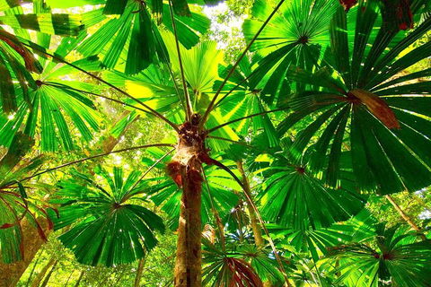 Private Daintree National Park Day Tour From Cairns Including Cape Tribulation And Mossman Gorge - Sydney 4u 3