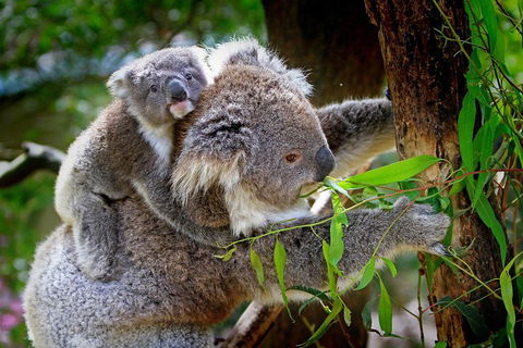 Private One Day Great Ocean Road Tour - Accommodation Sydney 2