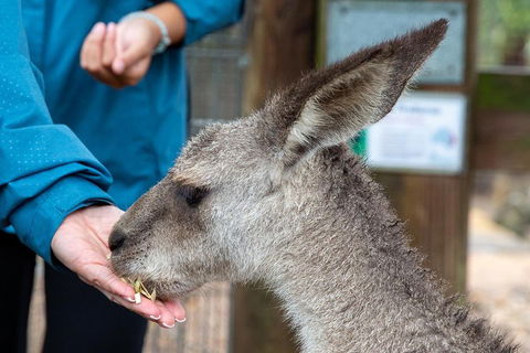 Private Blue Mountains Escape The Crowds SUV Tour - Sydney 4u 2