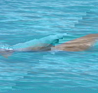 Snubfin Dolphin Eco Cruise from Broome