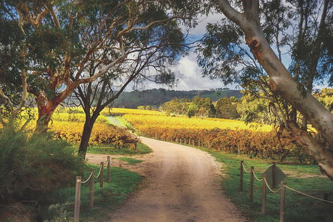 McLaren Vale Winery Small Group Tour With Wine Tasting And Lunch - Sydney 4u 1