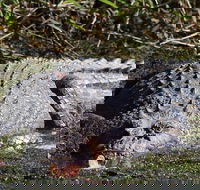 Full Day Tour in the Daintree - Sydney 4u