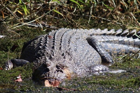 Full Day Tour In The Daintree - Sydney 4u 0