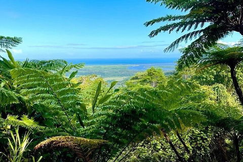 Full Day Tour In The Daintree - Sydney 4u 5