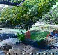 Afternoon Half-Day Daintree Rainforest and River Tour - Sydney 4u