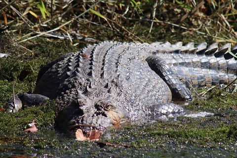 Afternoon Half-Day Daintree Rainforest And River Tour - Sydney 4u 5