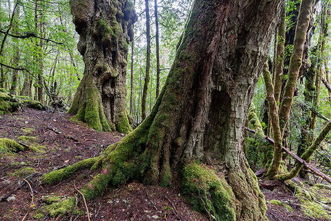 3-Day Cradle Mountain Photography Workshop - Sydney 4u 1