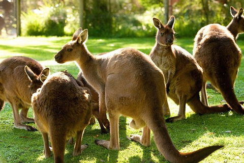 Melbourne City Card (3 Days): Visit Unlimited Attractions! - Accommodation Sydney 4