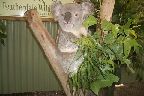 Full-Day Private Blue Mountains Tour With River Cruise - Sydney 4u 2