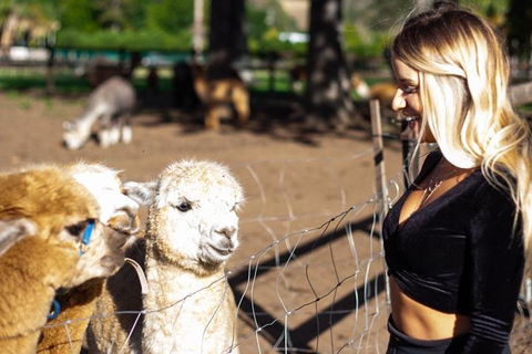 O'Reilly's & Lamington National Park Incl. Alpaca Farm + Vineyard - Accommodation Sydney 3