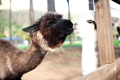 O'Reilly's & Lamington National Park Incl. Alpaca Farm + Vineyard - Accommodation Sydney 4