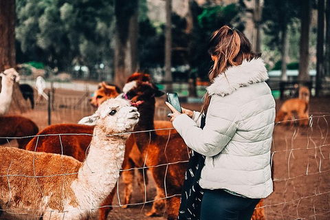 O'Reilly's & Lamington National Park Incl. Alpaca Farm + Vineyard - Accommodation Sydney 5