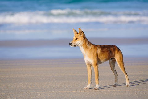 Fraser Island 4WD Tour From Rainbow Beach - Accommodation Sydney 2