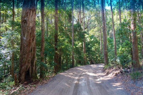 Fraser Island 4WD Tour From Rainbow Beach - Accommodation Sydney 4