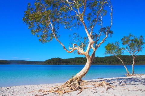 Fraser Island 4WD Tour From Rainbow Beach - Accommodation Sydney 5