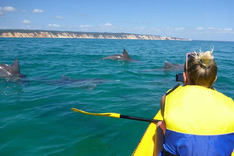 Kayak With Dolphins And 4WD Great Beach Drive Day Trip From Noosa - Accommodation Sydney 1
