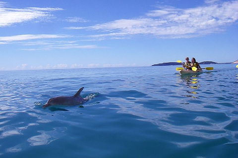 Kayak With Dolphins And 4WD Great Beach Drive Day Trip From Noosa - Accommodation Sydney 2