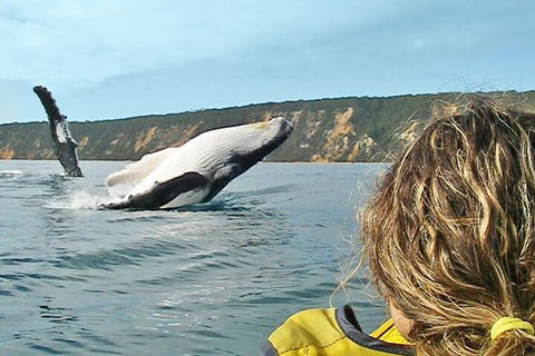 Kayak With Dolphins And 4WD Great Beach Drive Day Trip From Noosa - Accommodation Sydney 3
