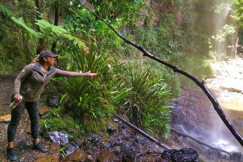 Rainforest & Waterfalls Extravaganza - Sydney 4u 4