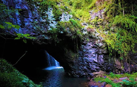 Rainforest & Waterfalls Extravaganza - Sydney 4u 5