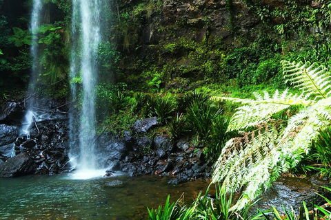 Private Tour - Rainforest & Waterfalls Extravaganza - Sydney 4u 1