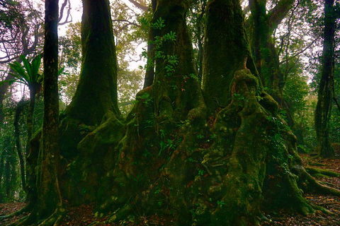 Private Tour - Rainforest & Waterfalls Extravaganza - Sydney 4u 5