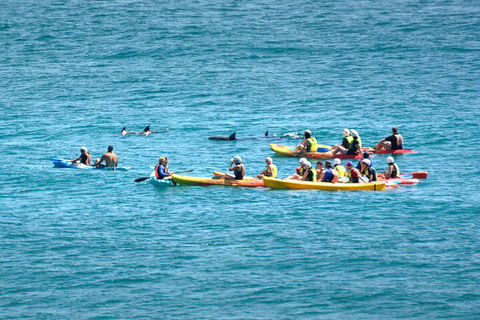 The Byron Bay Sea Kayak Tour - Sydney 4u 1