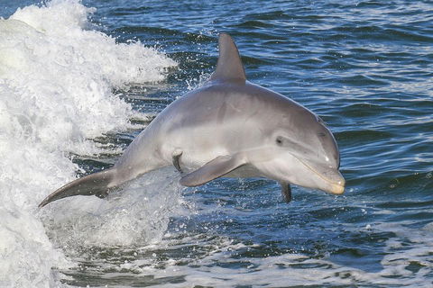 Noosa Oceanrider Scenic Dolphin Safari - Sydney 4u 0